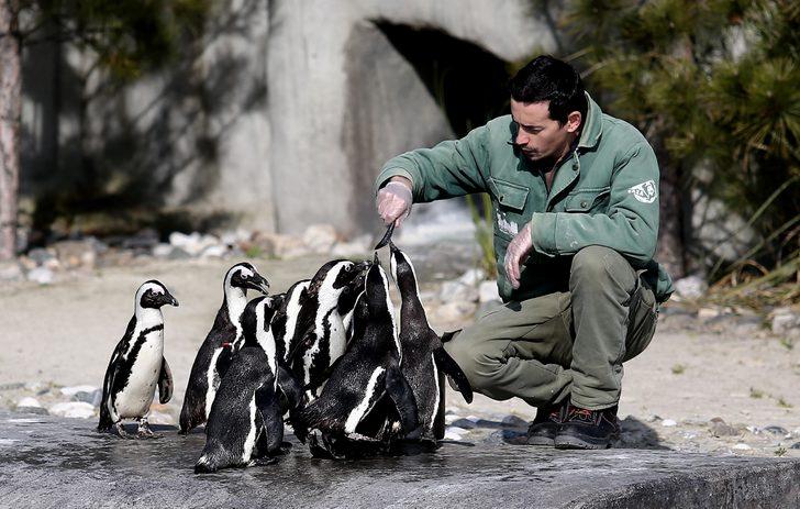 Bursa'nın penguenleri yumurtladı G3