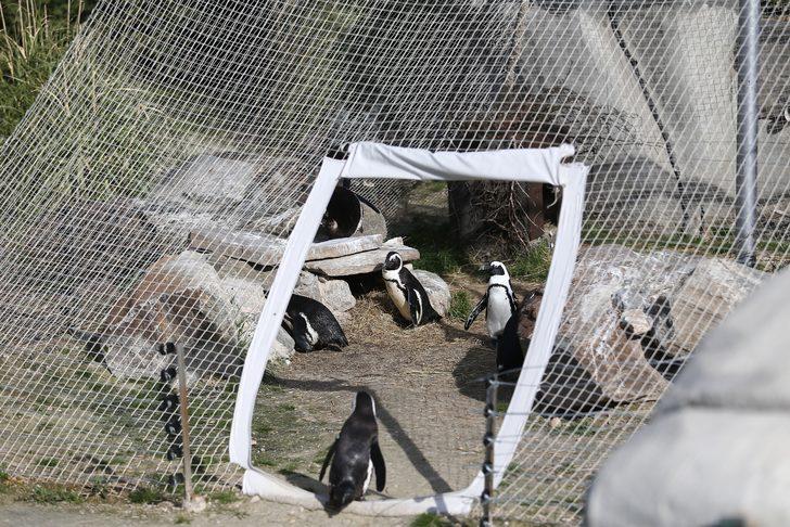 Bursa'nın penguenleri yumurtladı G5