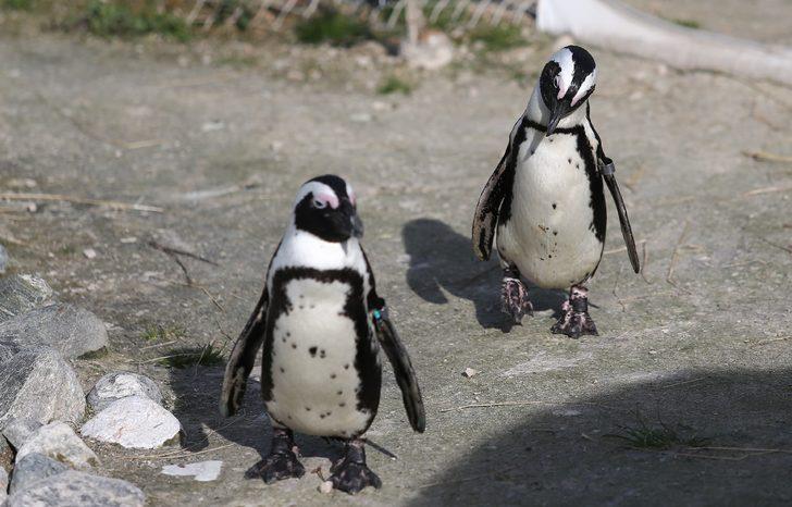 Bursa'nın penguenleri yumurtladı G4
