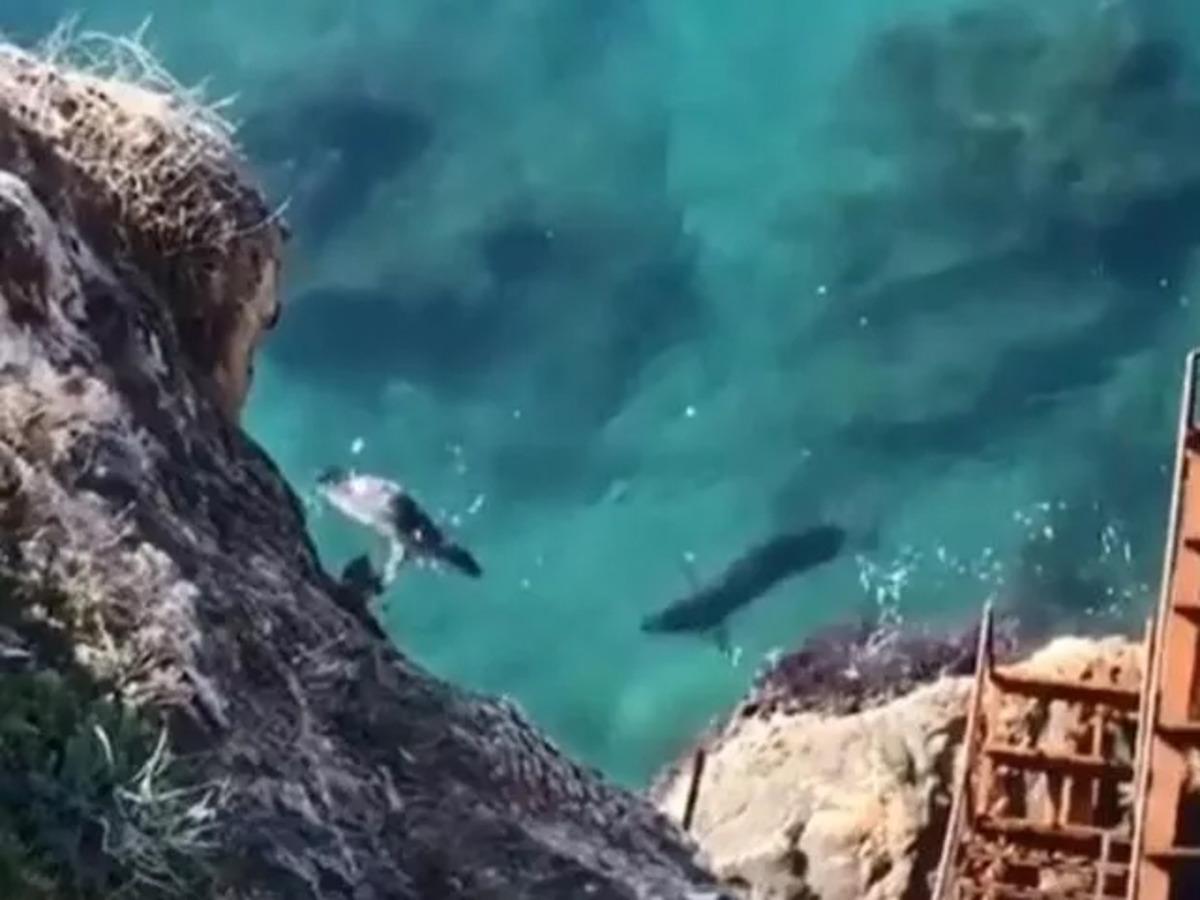 SAD-AFAG Koordinasyon Kurulu Başkanı'ndan Akdeniz foku uyarısı! 