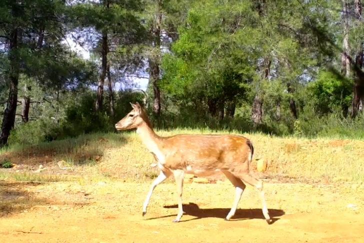 Antalya'nın yaban hayatı fotokapanda! G3