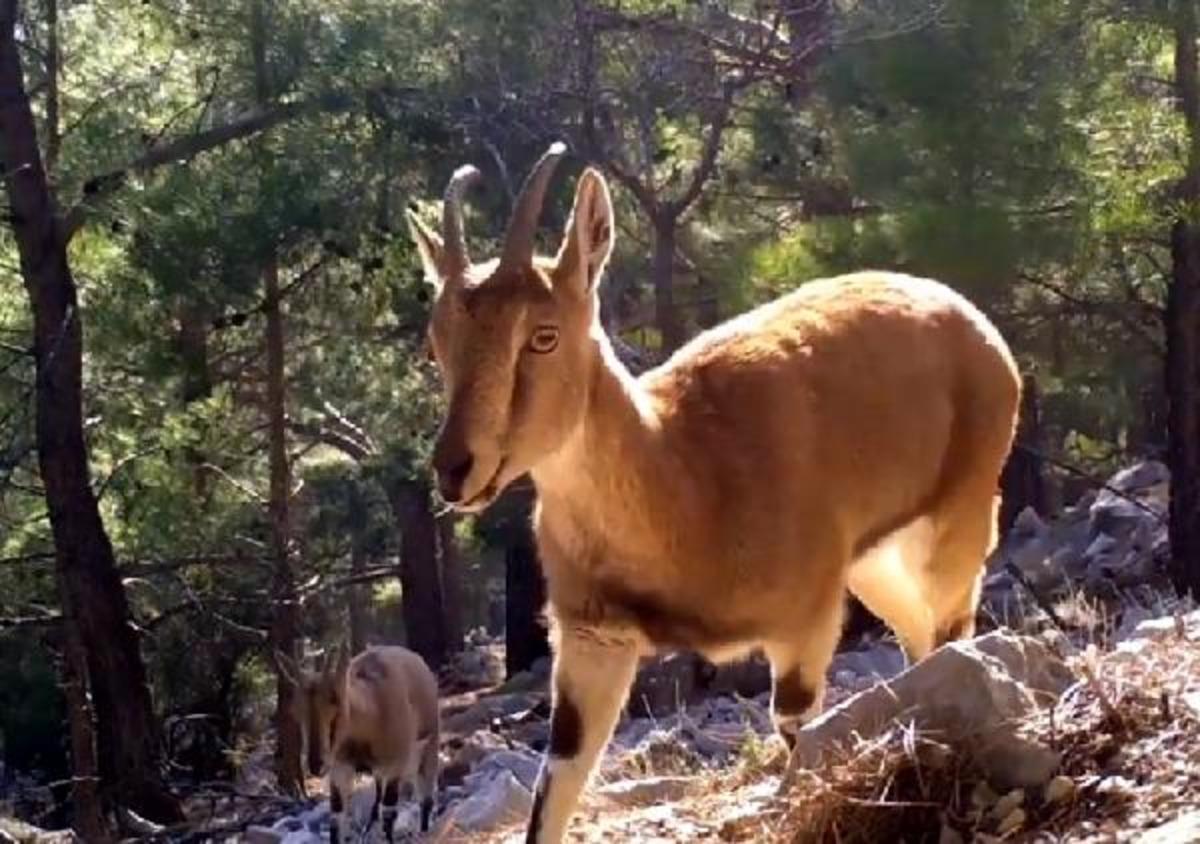 Antalya'nın yaban hayatı fotokapanda!