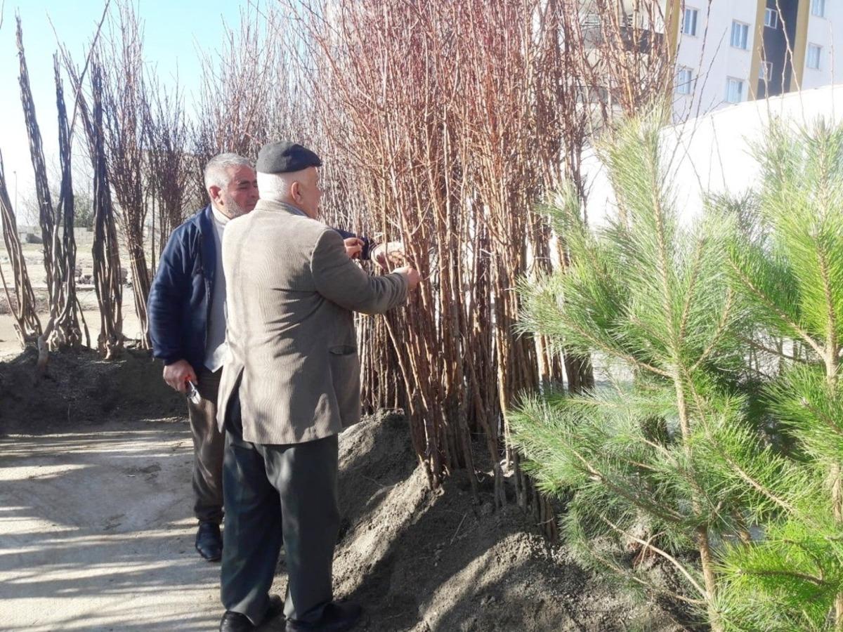 Silvan&rsquo;da meyve fidanları satışı başladı