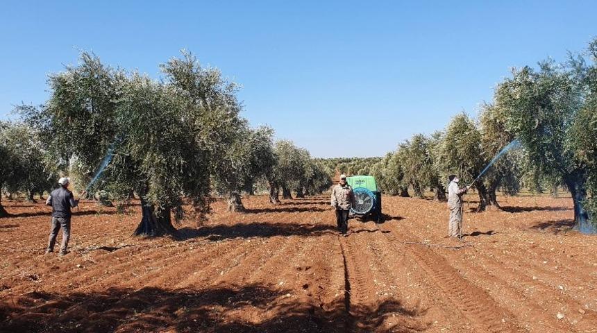 Mantar hastalığına karşı zeytinler ila&ccedil;lanıyor