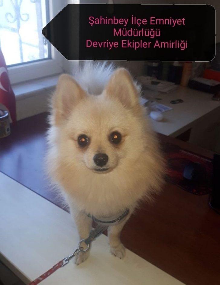 Gaziantep aranan 98 şahıs yakalandı G4