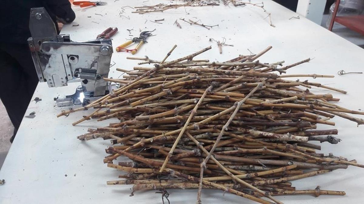 Coğrafi işaretli &rsquo;Delice beyazı &uuml;z&uuml;m&rsquo;den 150 bin adet &uuml;retilecek