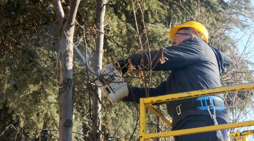 Ağaçlar bahara budanarak hazırlanıyor