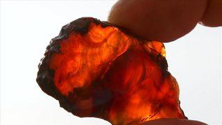 Tarih yeniden yazılıyor: Myammar'da 99 milyon yıllık hamam böcekleri bulundu!