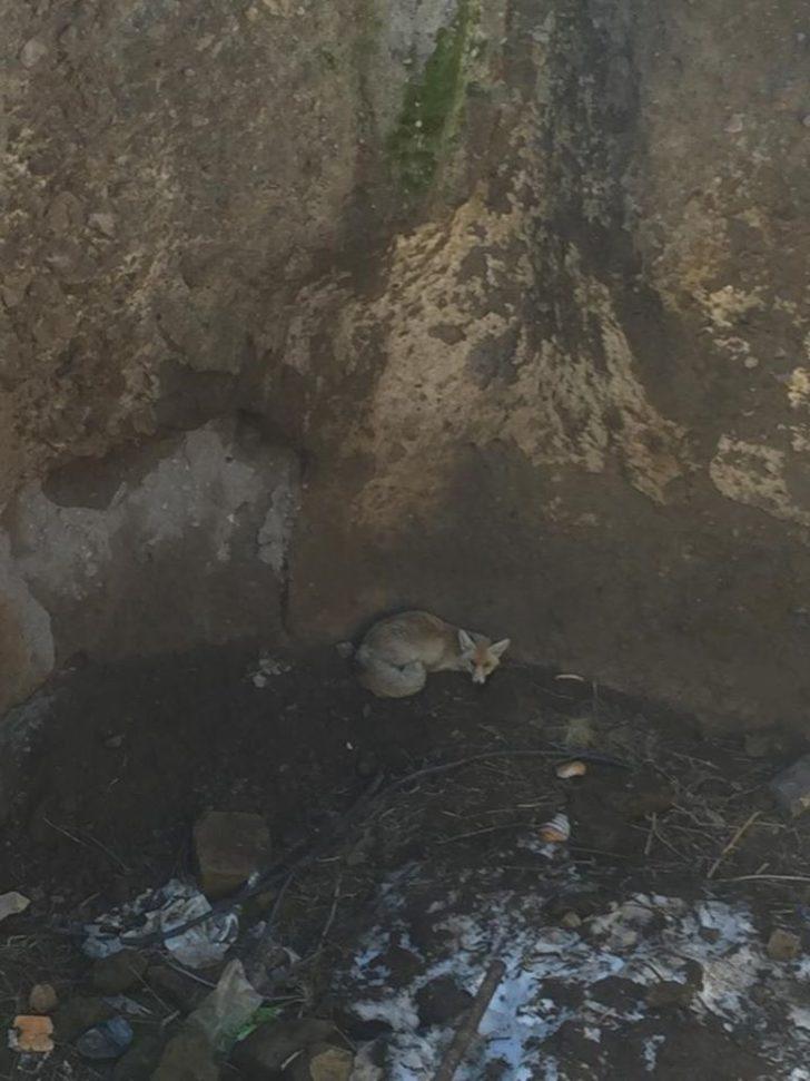 Kuyuya düşen 2 tilkiyi AFAD ekibi kurtardı G1