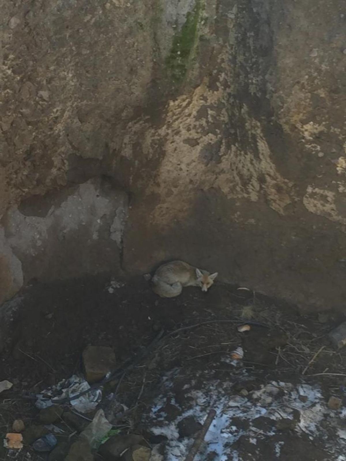 Kuyuya d&uuml;şen 2 tilkiyi AFAD ekibi kurtardı