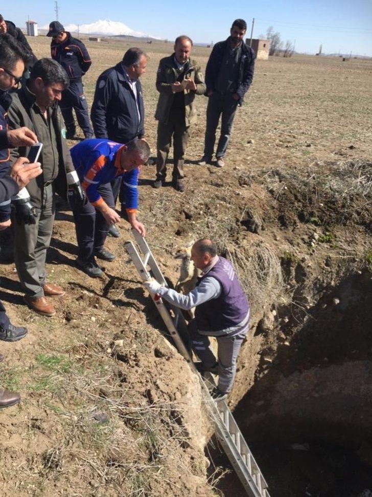 Kuyuya düşen 2 tilkiyi AFAD ekibi kurtardı G2