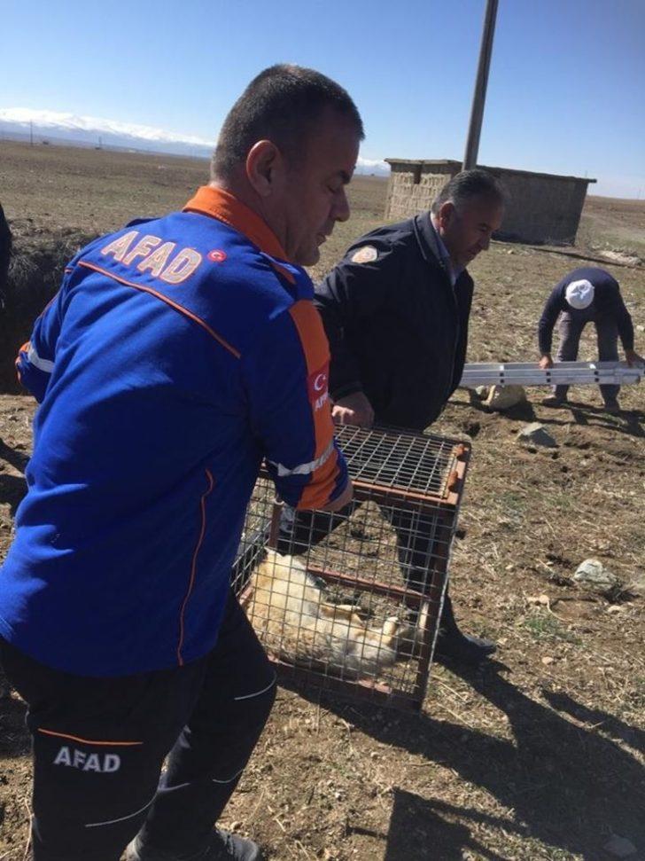 Kuyuya düşen 2 tilkiyi AFAD ekibi kurtardı G3