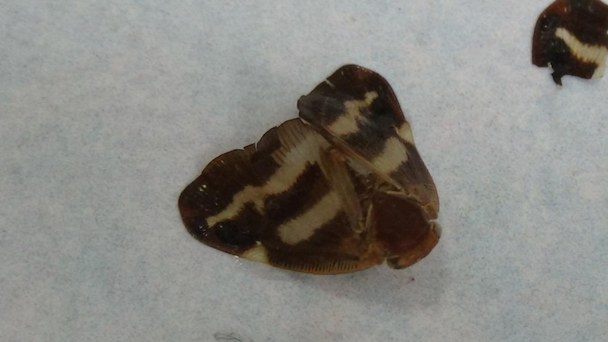 Doğu Karadeniz'de 'vampir' kelebeği yok edecek ila&ccedil; geliştirildi