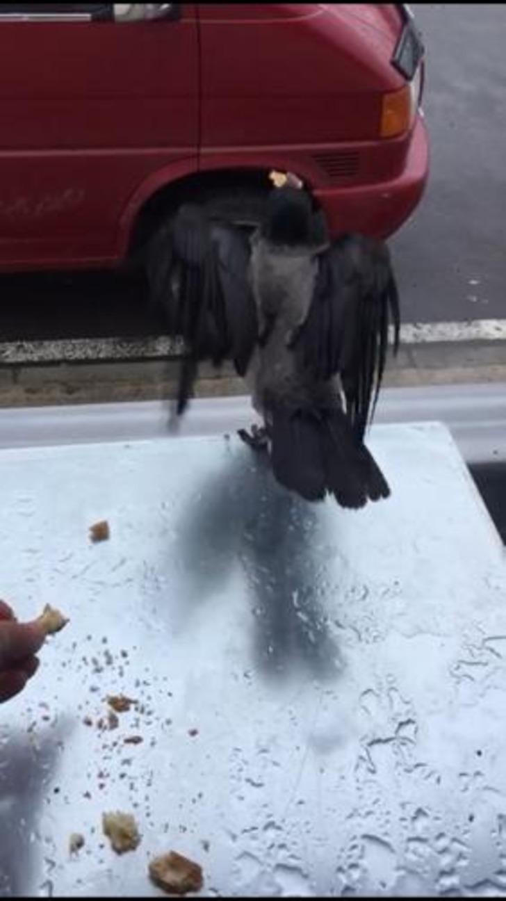 Herkes 'Hırsız karga'yı konuşuyor! Çalışanların maskotu oldu G1