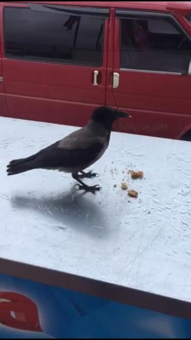 Herkes 'Hırsız karga'yı konuşuyor! Çalışanların maskotu oldu G2