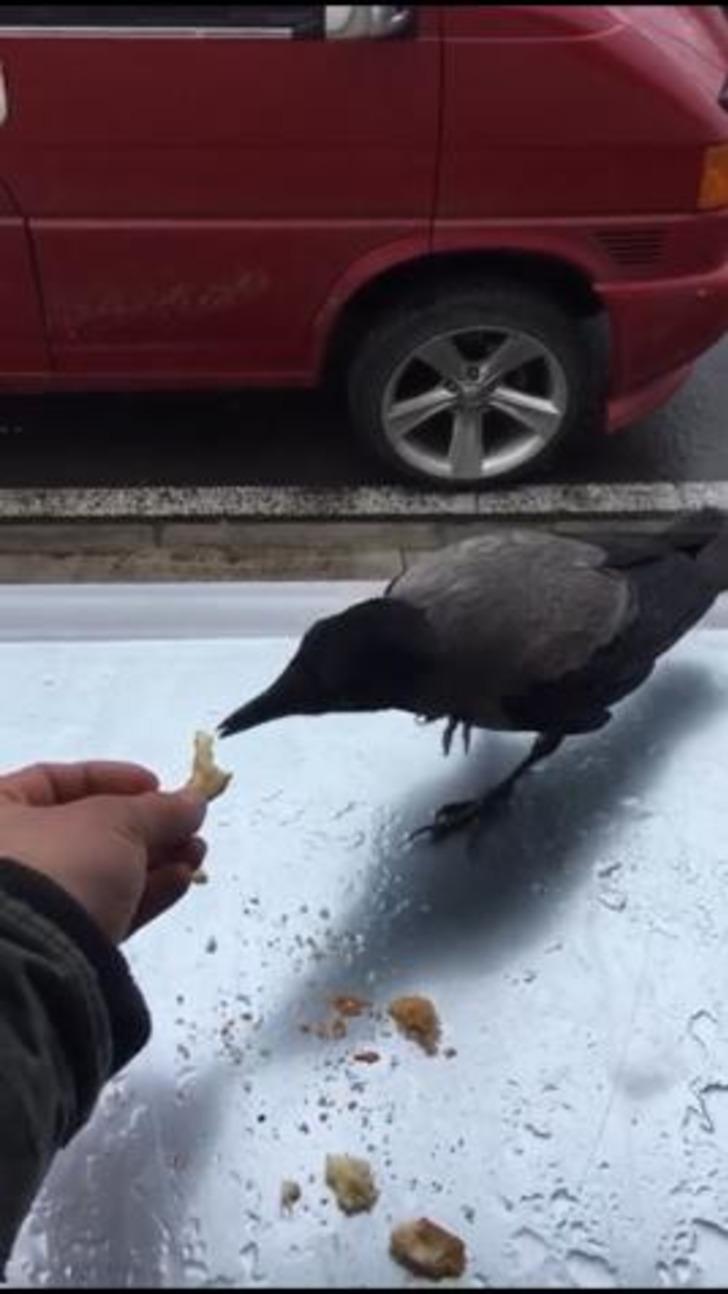 Herkes 'Hırsız karga'yı konuşuyor! Çalışanların maskotu oldu G3