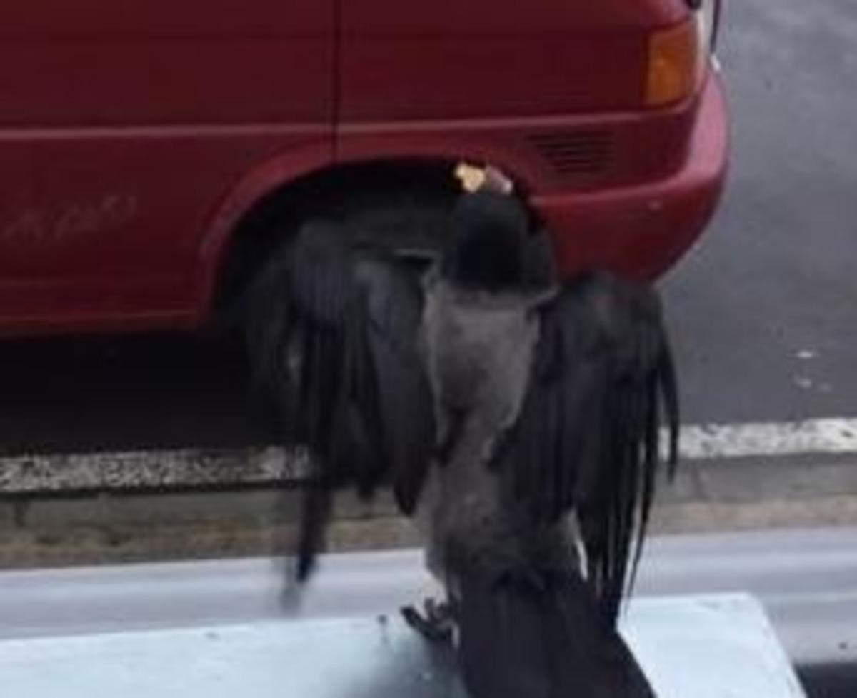 Herkes 'Hırsız karga'yı konuşuyor! &Ccedil;alışanların maskotu oldu