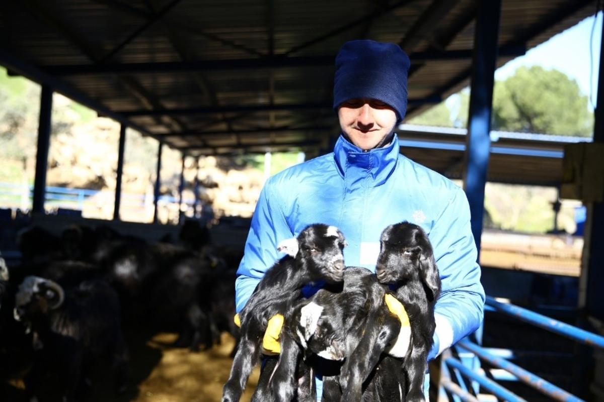 B&uuml;y&uuml;kşehir&rsquo;den yerel hayvancılığa destek s&uuml;r&uuml;yor