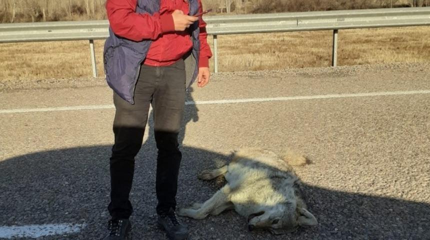 Telef olmuş iki kurt bulundu