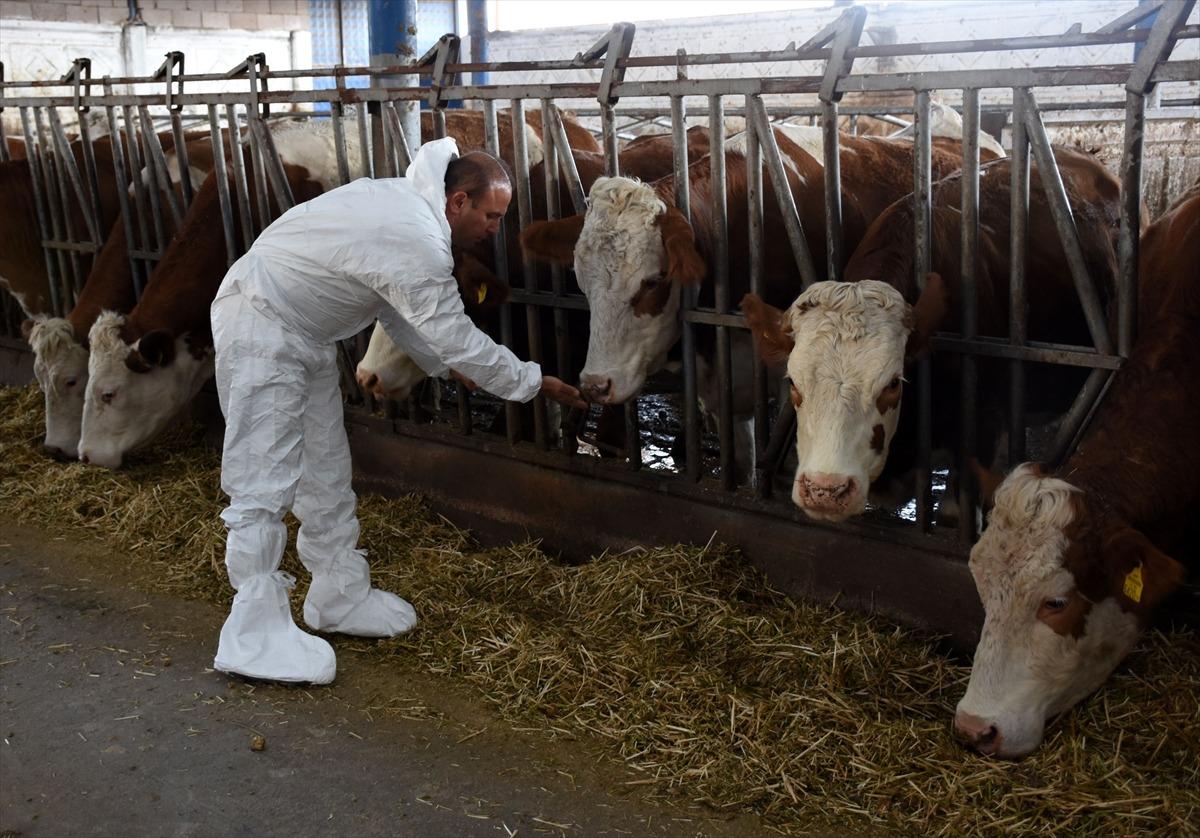 Aksaray s&uuml;t &uuml;retiminde markalaşmak istiyor