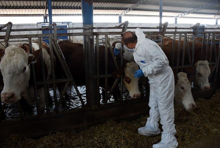 Aksaray süt üretiminde markalaşmak istiyor G2