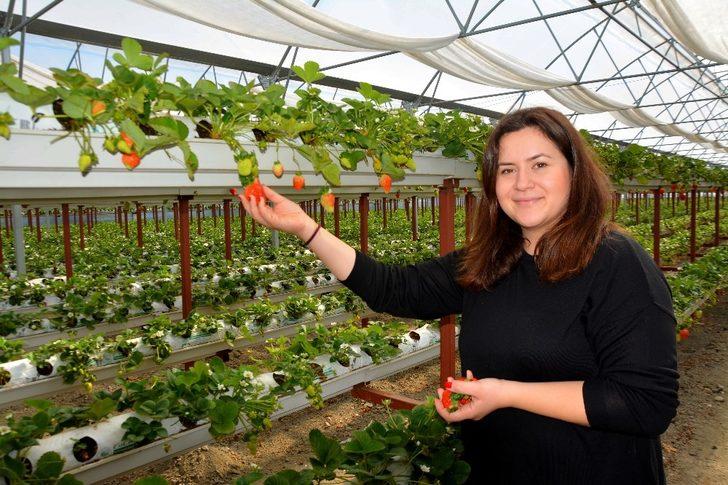 Genç ziraat mühendisi Söke Ovası’nı topraksız tarım ve çilekle tanıştırdı G1