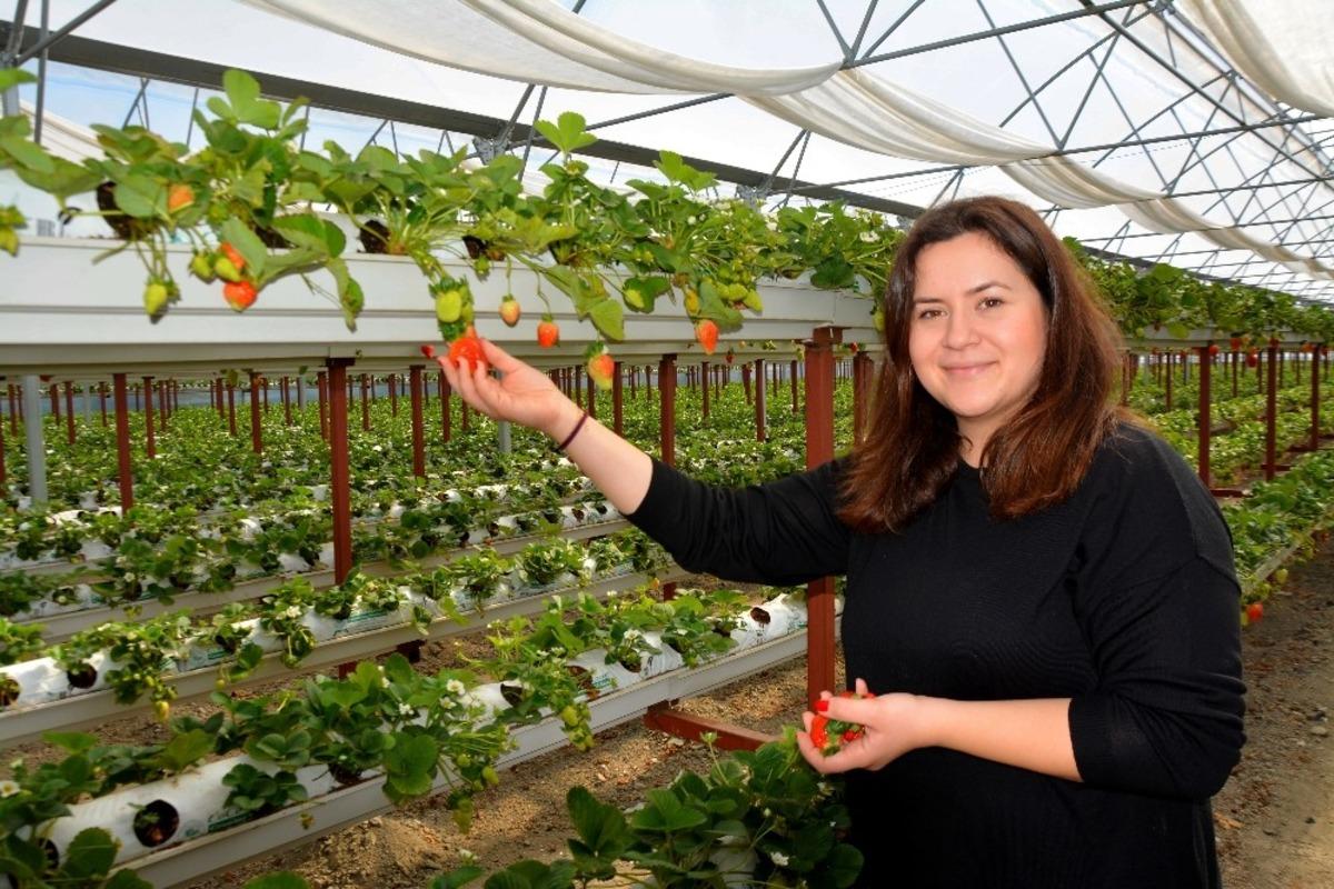 Gen&ccedil; ziraat m&uuml;hendisi S&ouml;ke Ovası&rsquo;nı topraksız tarım ve &ccedil;ilekle tanıştırdı