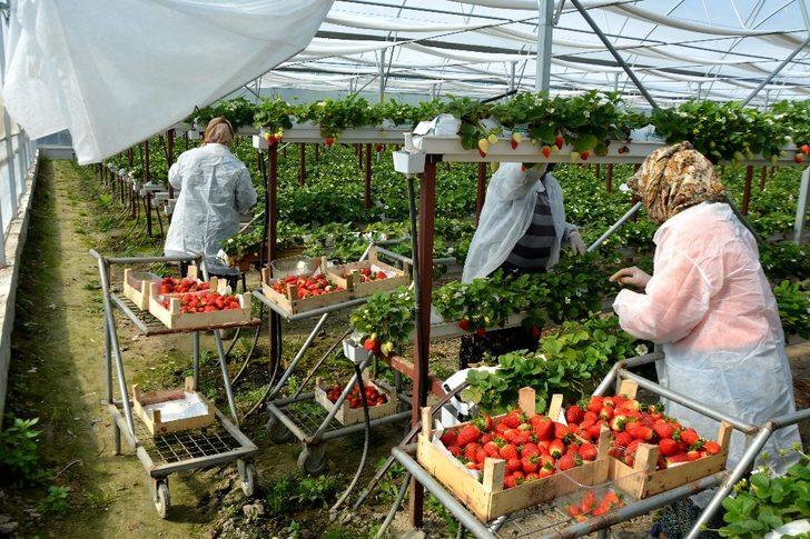 Genç ziraat mühendisi Söke Ovası’nı topraksız tarım ve çilekle tanıştırdı G2