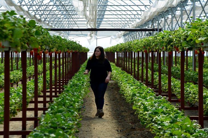 Genç ziraat mühendisi Söke Ovası’nı topraksız tarım ve çilekle tanıştırdı G3