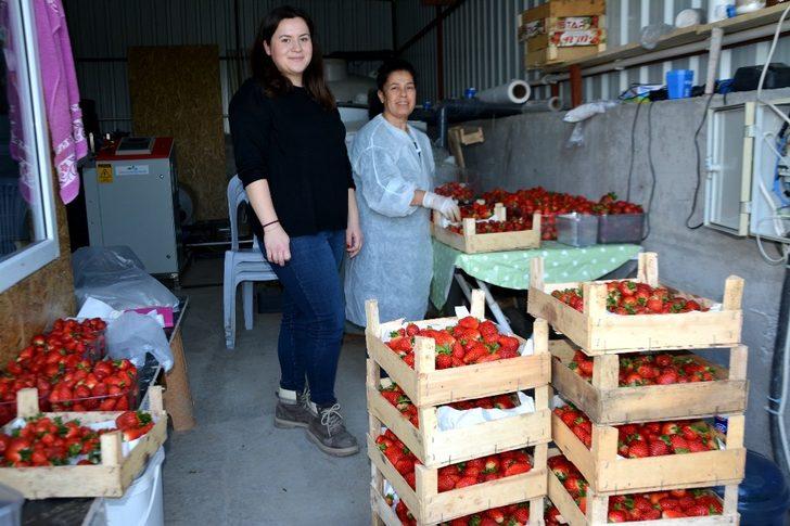 Genç ziraat mühendisi Söke Ovası’nı topraksız tarım ve çilekle tanıştırdı G5