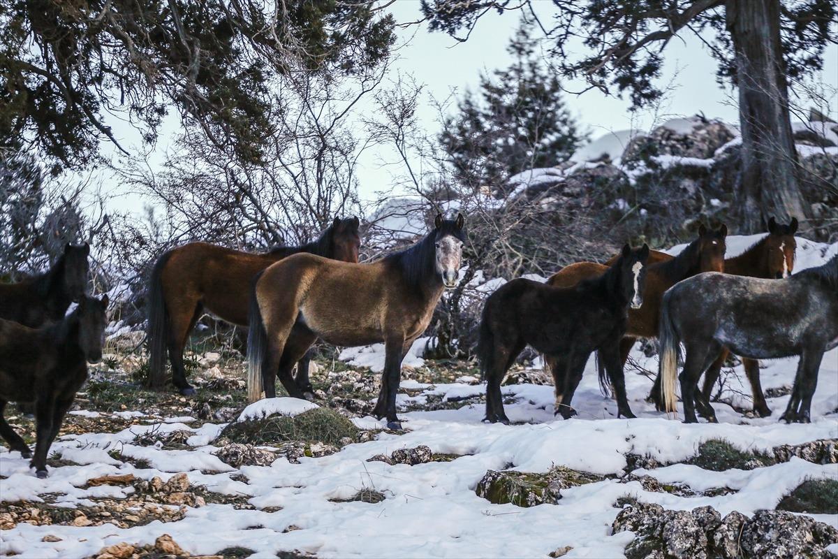 20'li gruplar halinde dolanıyorlar! Karlar i&ccedil;inde g&ouml;r&uuml;nt&uuml;lendiler