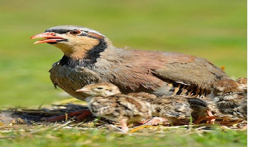 Avlanmasına izin verilen 30 t&uuml;r kuş ve 6 t&uuml;r memeli hayvanın avlanması yasaklandı