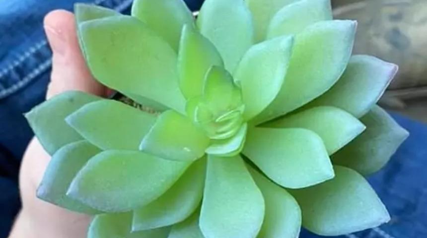 Yıllardır suladığı çiçeğin yapma olduğunu farketti!