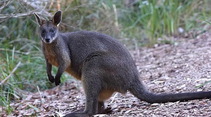 Yeni bir tür keşfedildi: Aralıksız hamile kalabiliyor