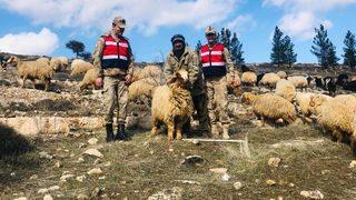 Mardin’de küçükbaş hayvan hırsızı yakalandı