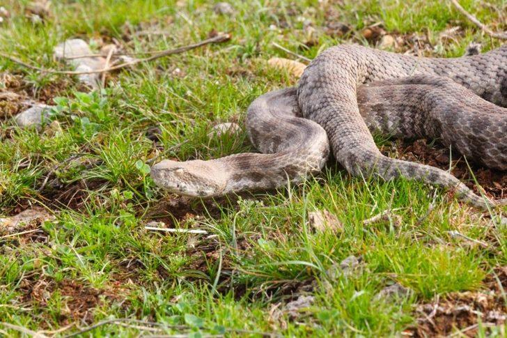 Saman balyalarının arasından Engerek Yılanı çıktı G1