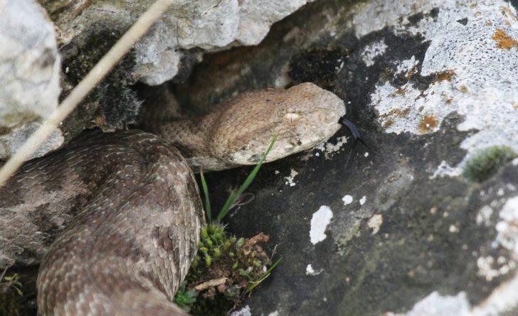 Saman balyalarının arasından Engerek Yılanı çıktı G2
