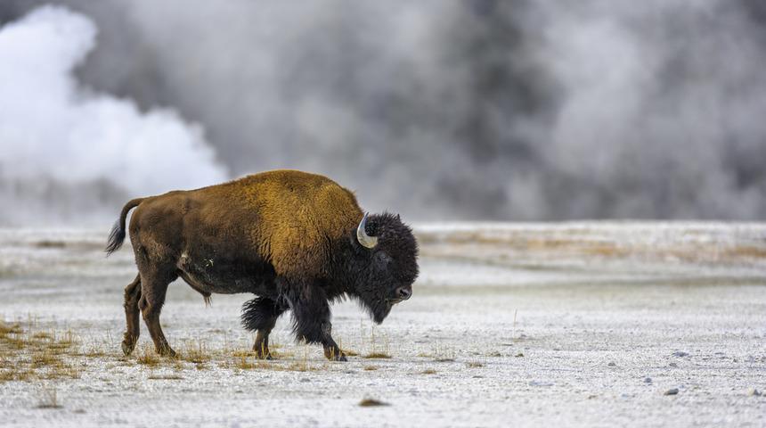 Ulusal Park, 900 bizonu &ouml;ld&uuml;rme kararı aldı