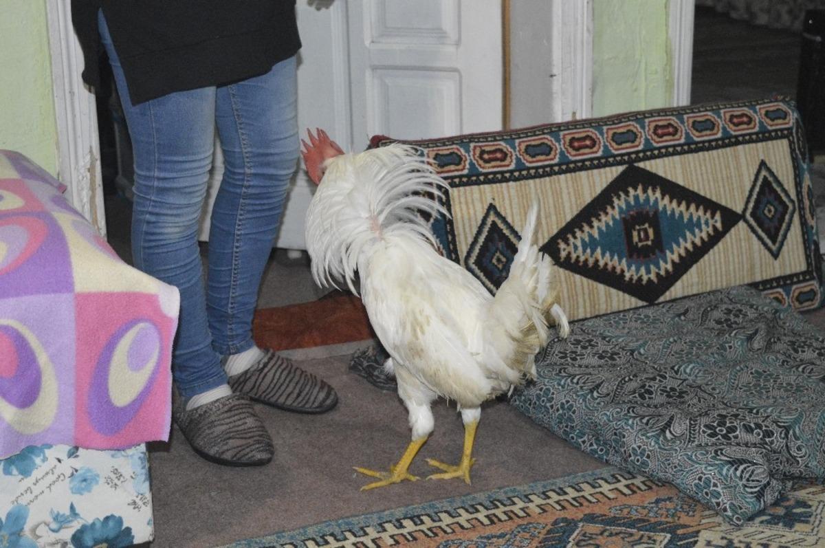 Ailenin Yedinci &Uuml;yesi &ldquo;Akıllı Horoz&rdquo;