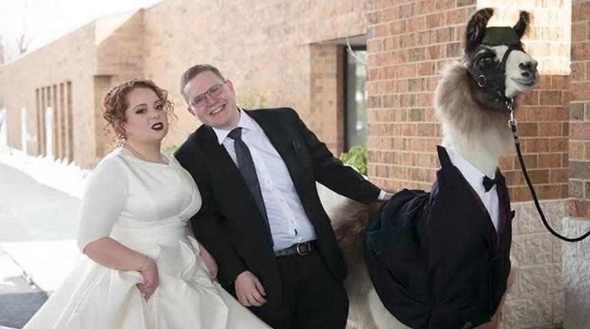 D&uuml;ğ&uuml;nde smokinli lama s&uuml;rprizi