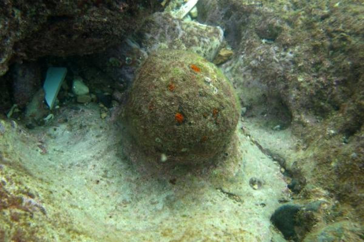 Antalya'da denizde 5 tarihi top mermisi bulundu