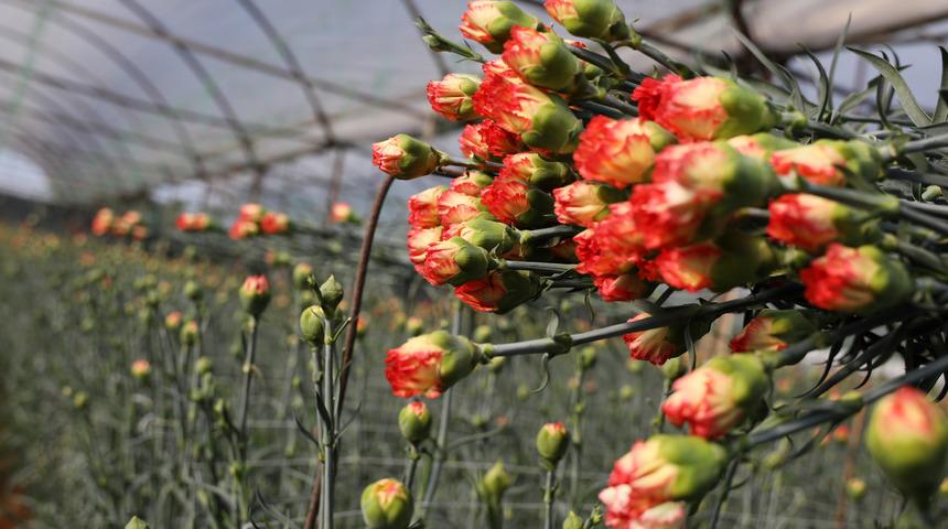 &Ccedil;i&ccedil;ek sekt&ouml;r&uuml;nde koronavir&uuml;s korkusu