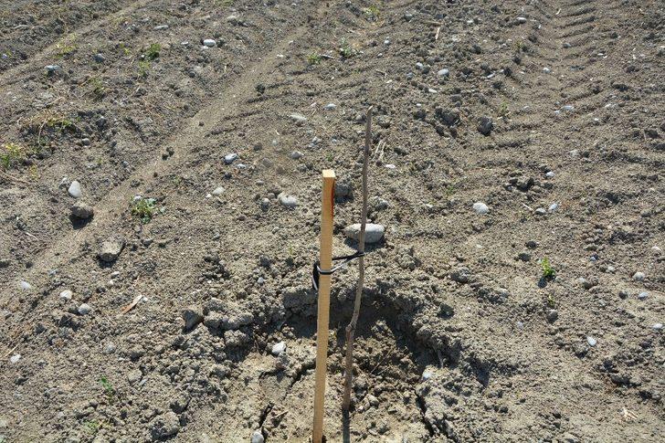 Muğlalı çiftçiye ’pikan cevizi’ desteği G3