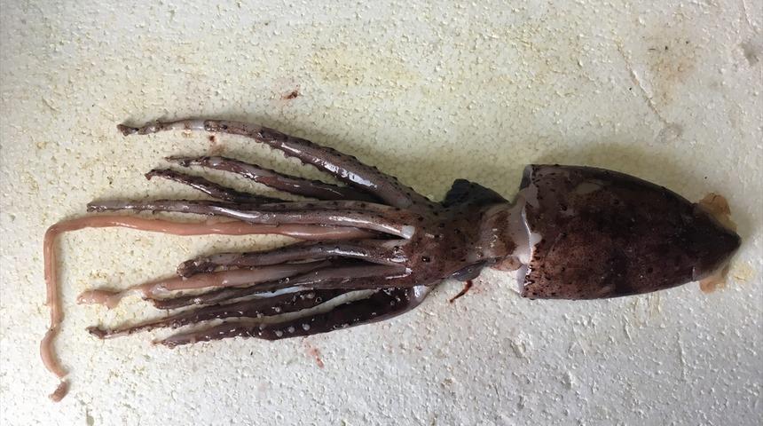 Mersin'de heyecanlandıran av: Akdeniz'in mücevheri yakalandı