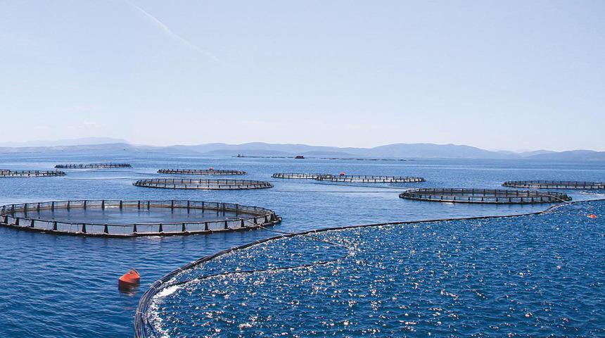 Dev gemi balık &ccedil;iftliğine &ccedil;arptı, 2 milyon balık denize ka&ccedil;tı