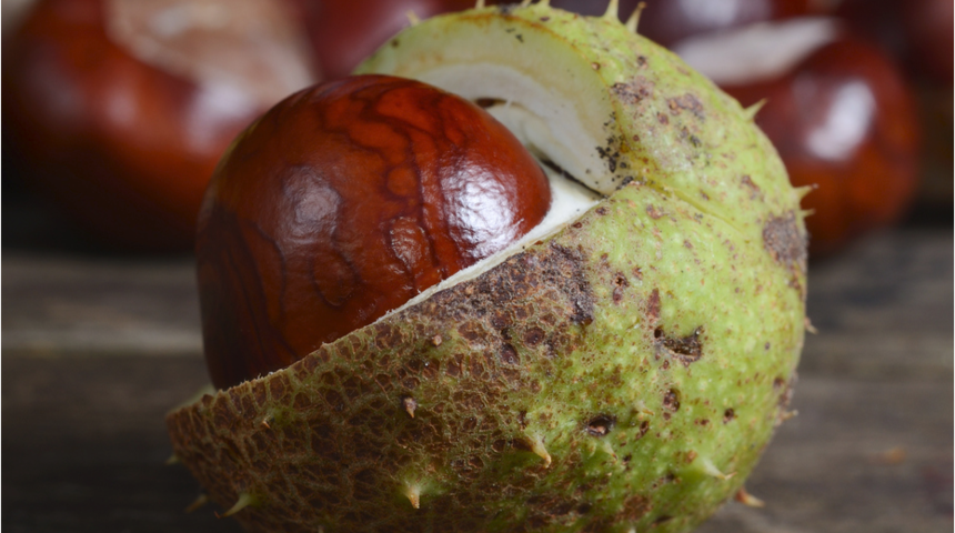 At kestanesi faydaları nelerdir?  Tam bir şifa kaynağı!