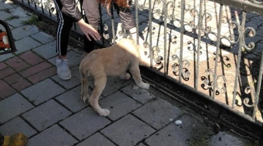 Kafası demir korkuluklara sıkışan yavru k&ouml;peği itfaiye kurtardı