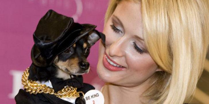 Paris Hilton Kopegini Kaybetti