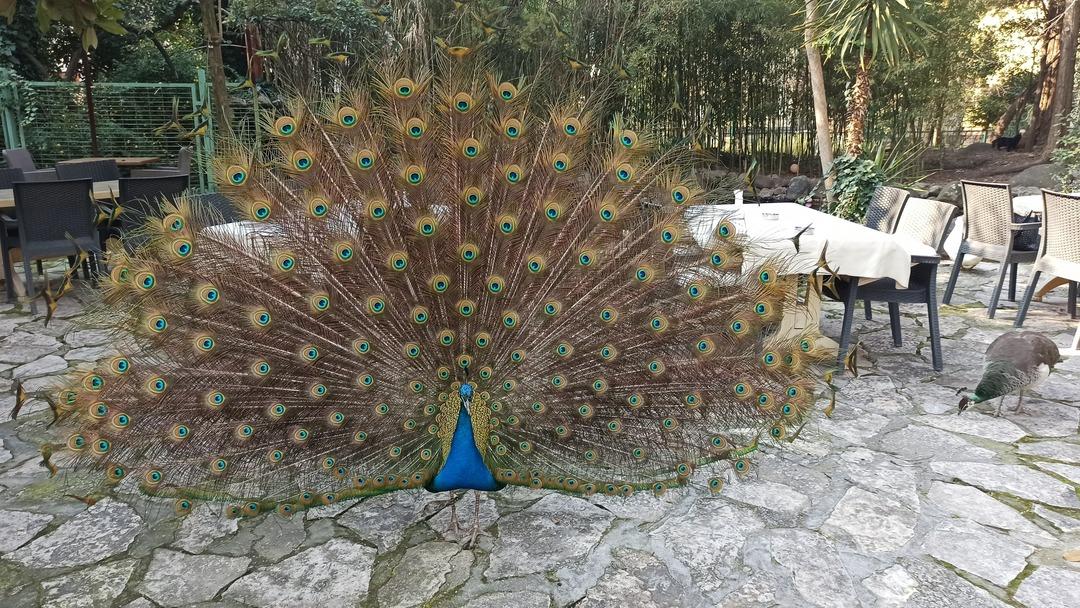 T&uuml;rkiye'nin en renkli mahallesi... Tavus kuşları etrafı sardı