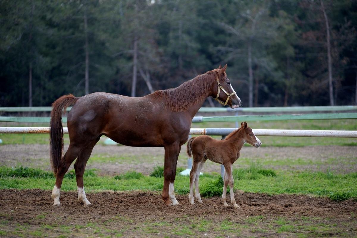 BU&Uuml;&rsquo;de yeni tay sevinci